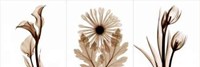 Sepia Floral Tryp Tych III
