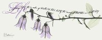 Campanula Life