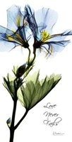 Geranium