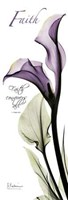 Calla Lily in Purple Faith