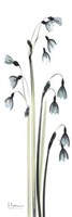 Snow Drop Galanthus 