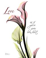 Calla Lily in Pink Love