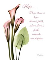 Calla Lily in Pink Hope