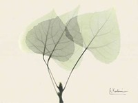 Aspen on Beige 