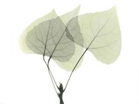 Aspen