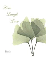 Ginkgo Live