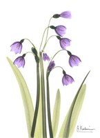 Snow Drop in Full Bloom