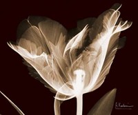 Single Tulip Brown on Red