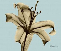 Single Lily Brown on Blue