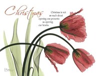 Christmas Tulips