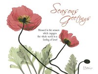 Iceland Poppies Seasons 