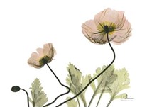 Amandas Iceland Poppies 