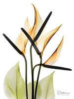 Anthurium