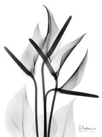 Anthurium in BandW 