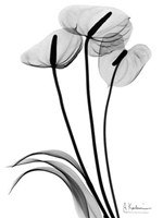 Anthurium Triple in BandW 
