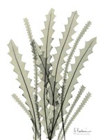 Banksia in Green 