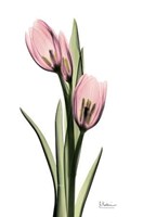 Annie Tulip