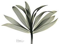 Sons of India Dracaena 