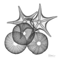 Sea Urchin and Starfish 