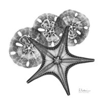 Starfish and Sand Dollar 