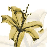 A Golden Lily 