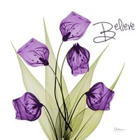Believe Sandersonia H34 