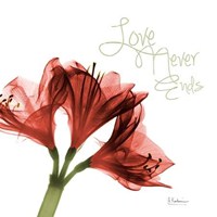 Amaryllis Love