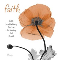 Iceland Poppy Faith 