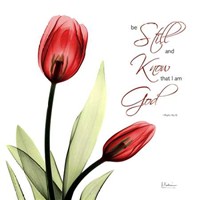 Be Still Tulip C64 