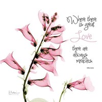 Great Love foxglove 