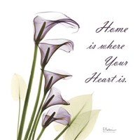 Calla Lilies Home 