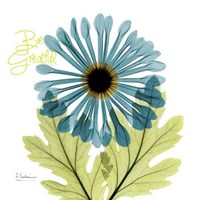 Greatful Chrysanthemum H68 