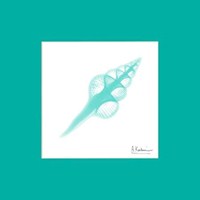 Fusinus Colus Seafoam Matte 