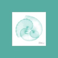 Argonaut Seafoam Matte 