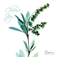 Choose Joy Lily of The Valley H12 