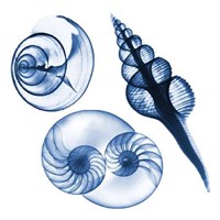 Blue Assortment Two 