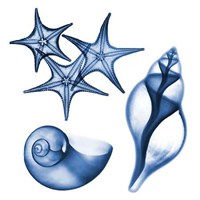 Blue Assortment Three 