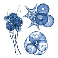 Blue Assortment Four 