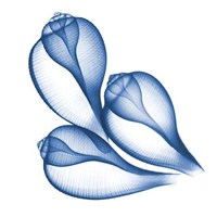 Blue Three Conch 