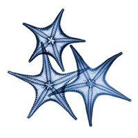 Blue Three Starfish 