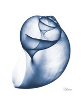 Indigo Water Snail 