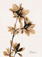 Aged Azalea