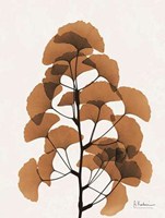 Aged Ginko