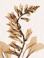Aged Fox Glove 