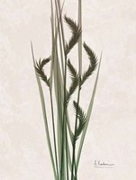 Aged Oat Grass 