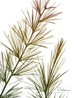 Autumn Sequoia