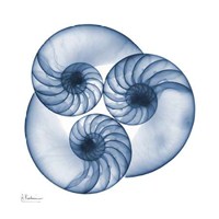 Indigo Nautilus Trio 