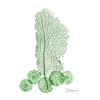 Emerald Sea Fan and Sand Dollar 2 
