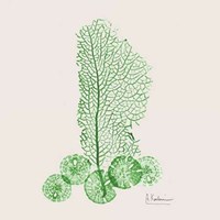 Emerald Sea Fan and Sand Dollar
