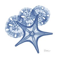 Cerulean Starfish and Sand Dollar 2